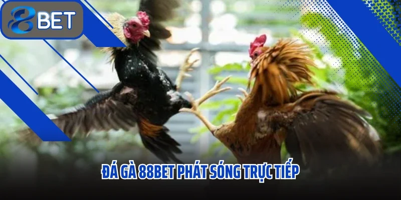 Đá Gà 88BET Trải Nghiệm Giải Trí Cực Đỉnh Với Những Cuộc Đấu Rực Lửa 1 Đá gà 88BET phát sóng trực tiếp với độ minh bạch tối đa